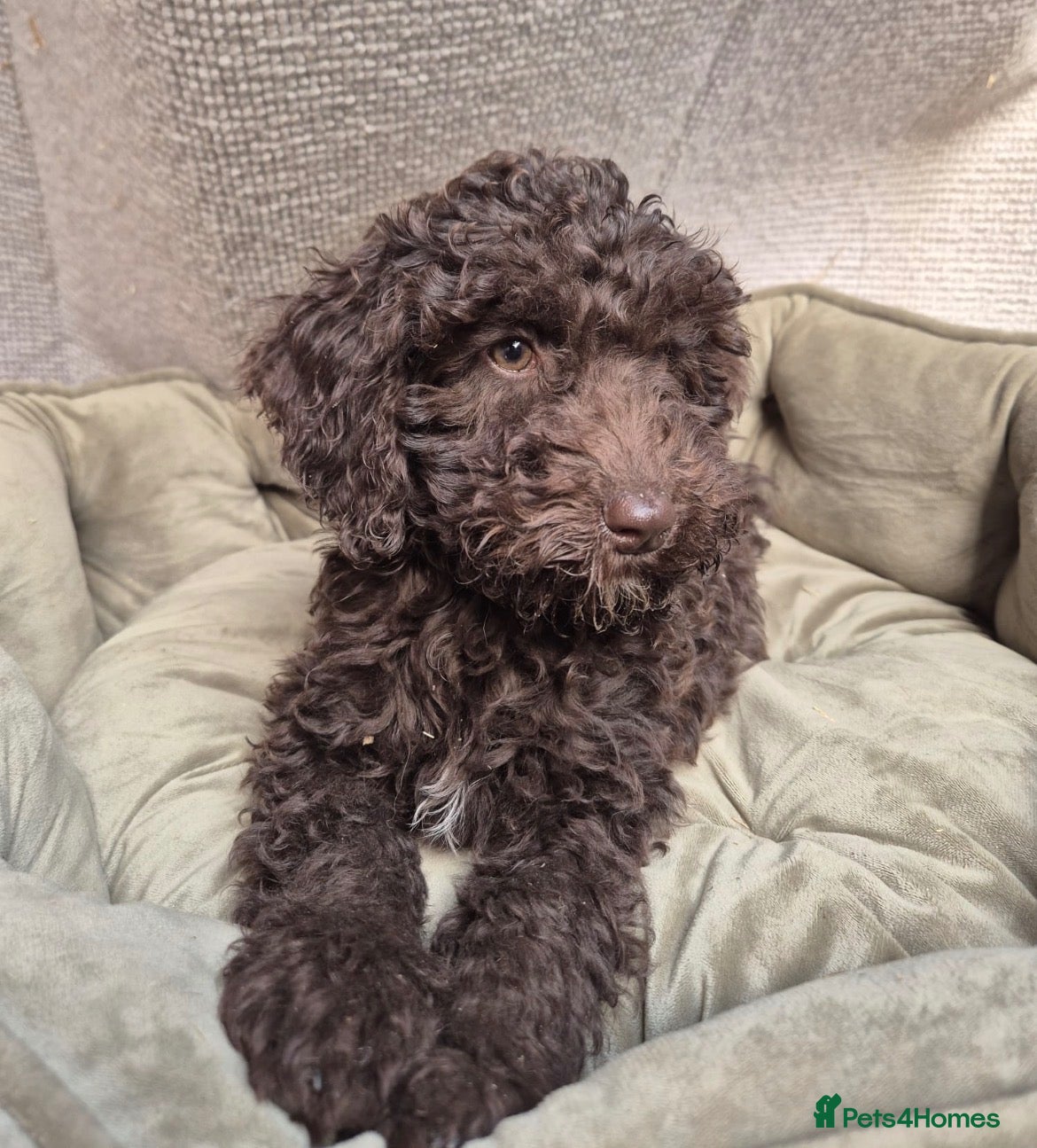 Cockapoo dogs Gorgeous f2b cockapoos  - Advert 19