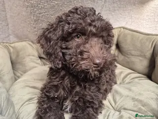 Cockapoo dogs Gorgeous f2b cockapoos - Advert 1
