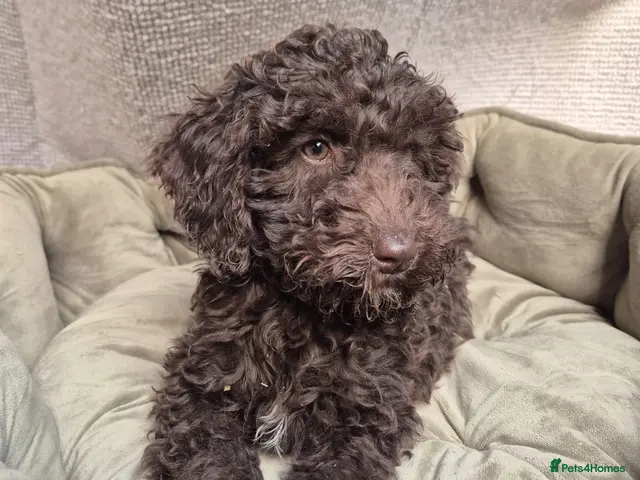 Cockapoo dogs Gorgeous f2b cockapoos - Advert 5