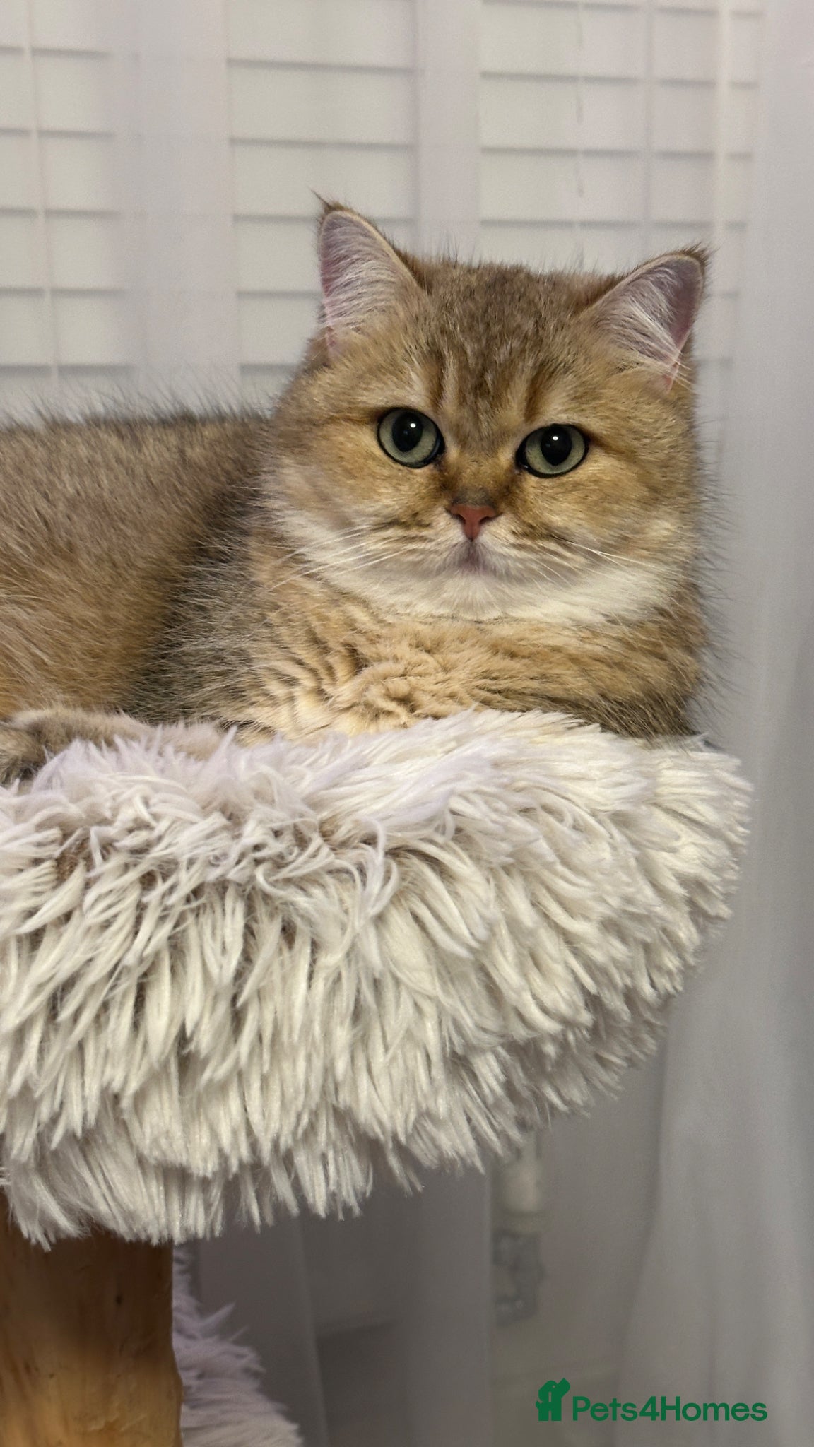 British Shorthair cats Retired Black golden queen  - Advert 1