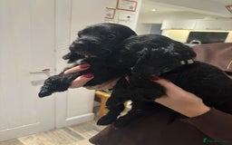 Cocker Spaniel dogs for sale:  4 Beautiful Cocker Spaniel Girls 🐶 - Image 18