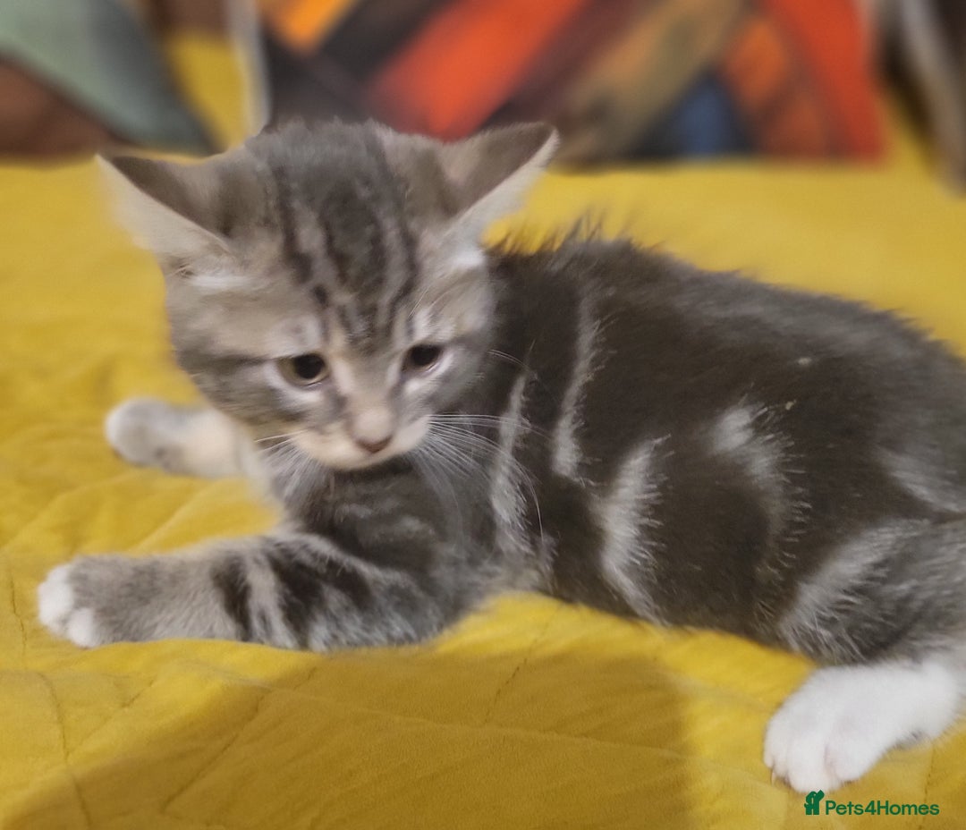 Mixed Breed cats for sale: 2 boys and 1 girl - Image 17
