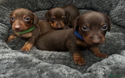 Miniature Dachshund dogs for sale: Miniature Dachshunds  - Image 6