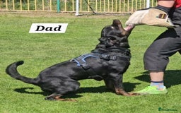 Rottweiler dogs for sale: KC Registered Rottweiler Puppies excellent lineage - Image 26