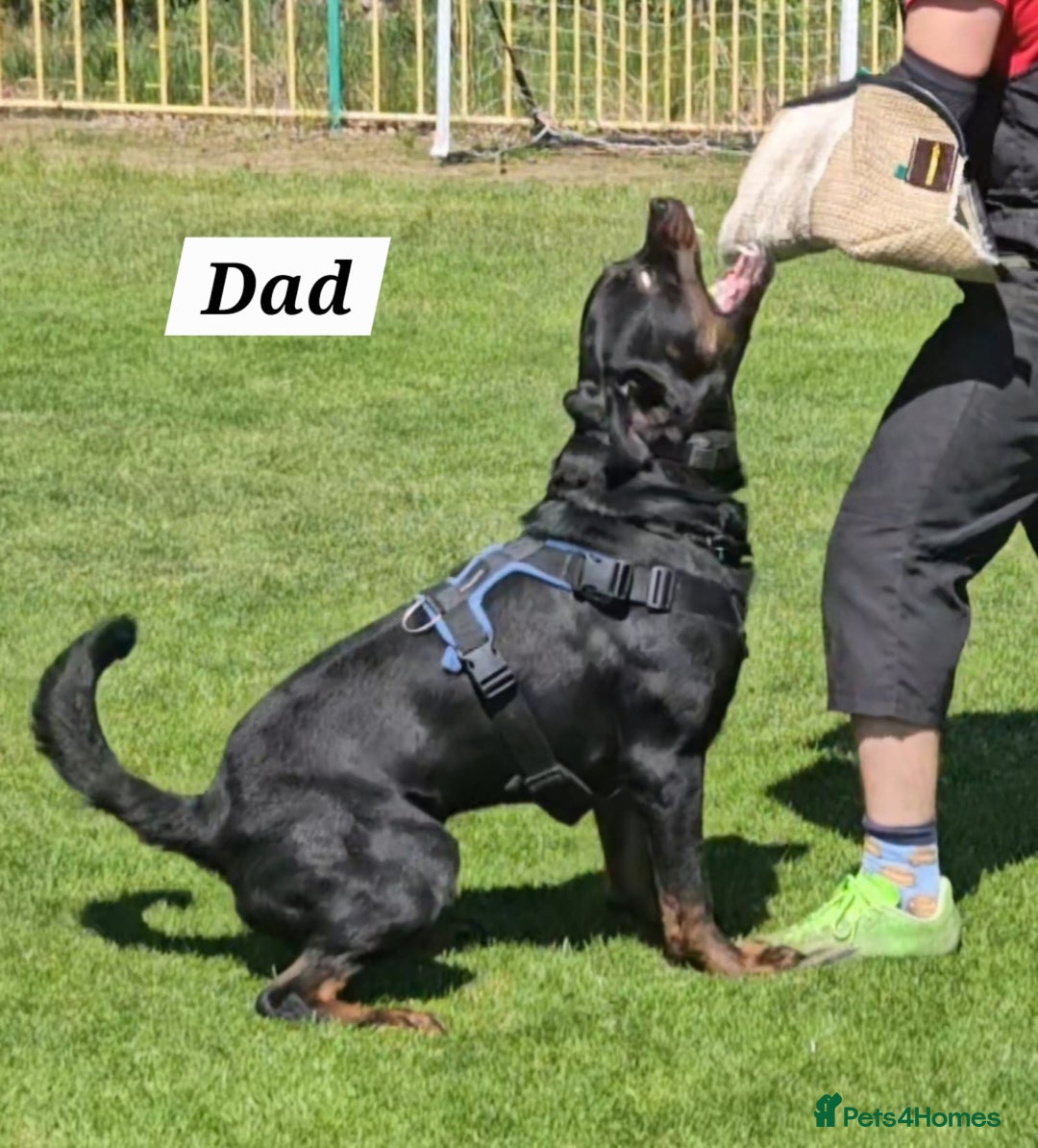 Rottweiler dogs for sale: KC Registered Rottweiler Puppies excellent lineage - Image 26