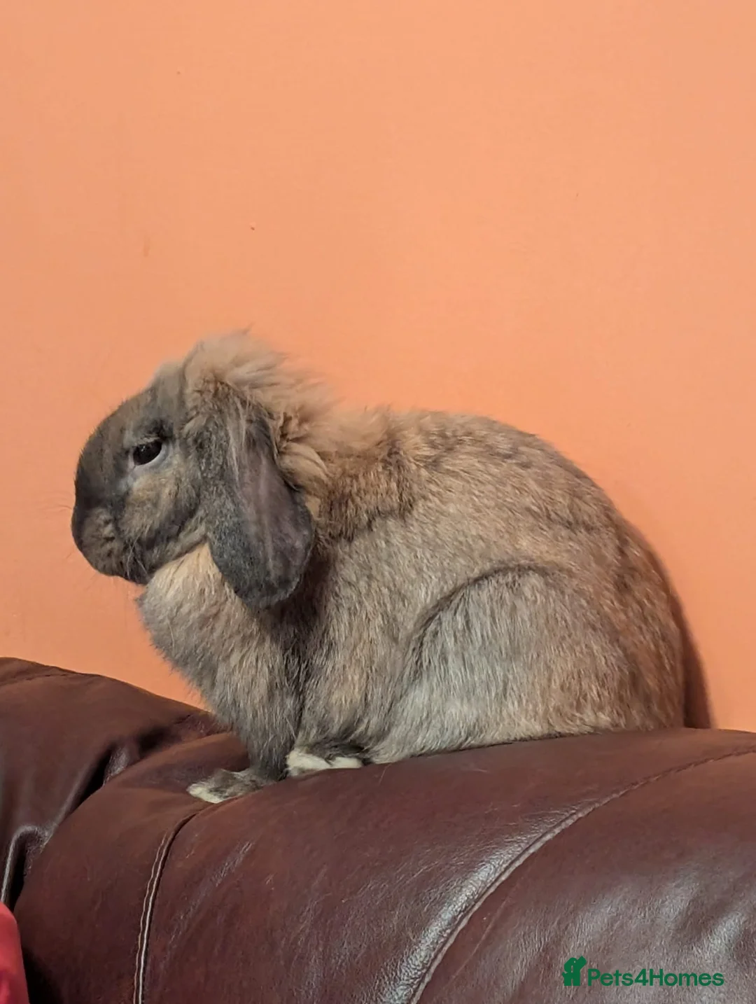 Mini Lop rabbits for sale: Mini Lop light brown. in Oldham - Advert 2