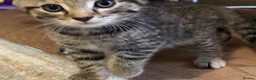 Mixed Breed cats for sale: 6 Adorable Kittens - Advert 16