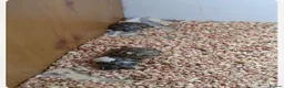 Hermann Tortoise reptiles for sale: Hermann hatchlings - from July 2026 - Advert 4