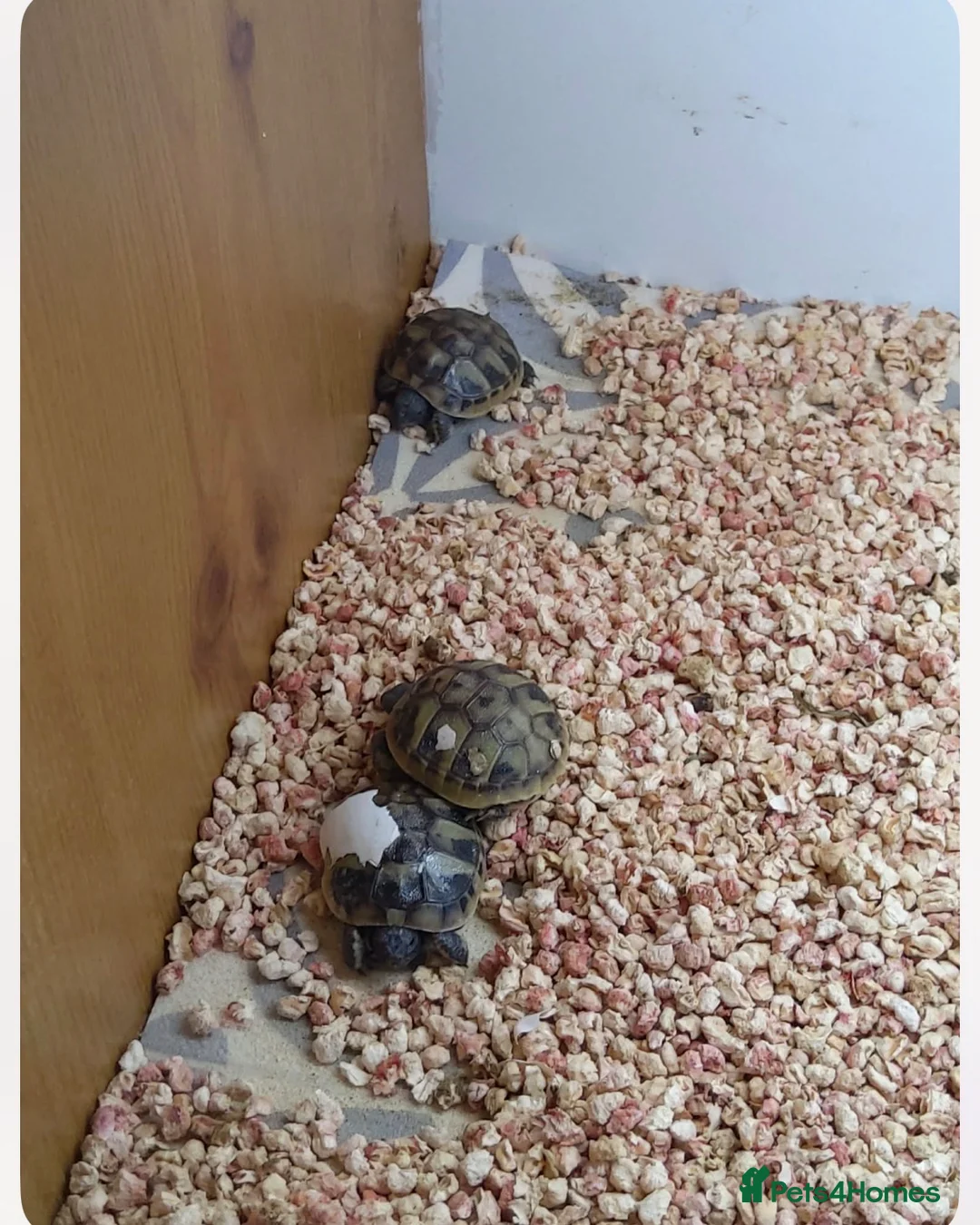 Hermann Tortoise reptiles for sale: Hermann hatchlings - from July 2026 - Advert 4