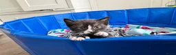 Siamese cats for sale: Beautiful black Siamese kitten  - Advert 1
