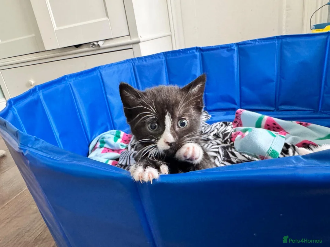 Siamese cats for sale: Beautiful black Siamese kitten  - Advert 1