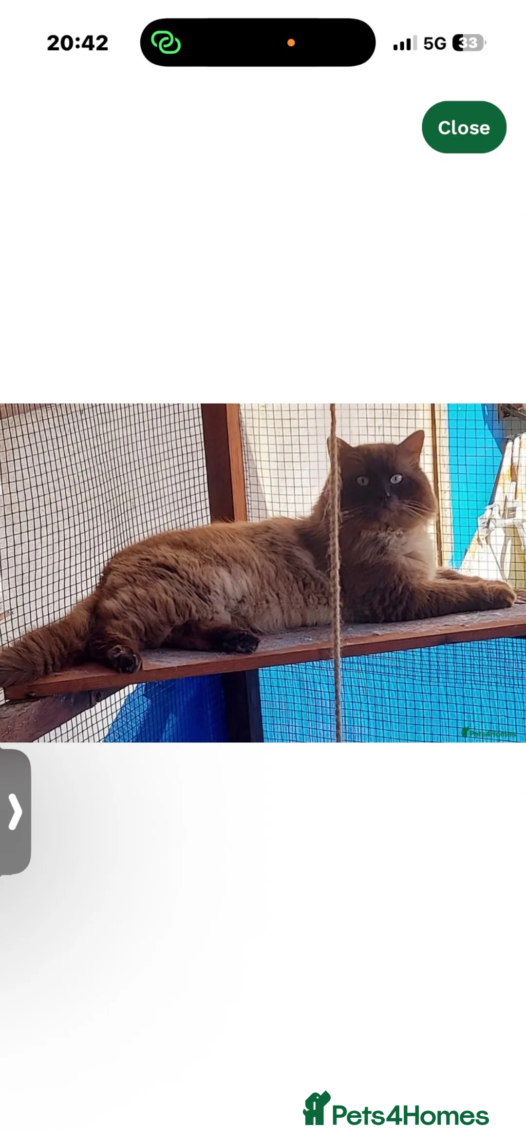Ragdoll cats for sale: Stunning ragdoll kittens - Advert 19