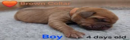 Mixed Breed dogs for sale: Stunning Dogue de Bordeaux / Mastiff puppies - Advert 12