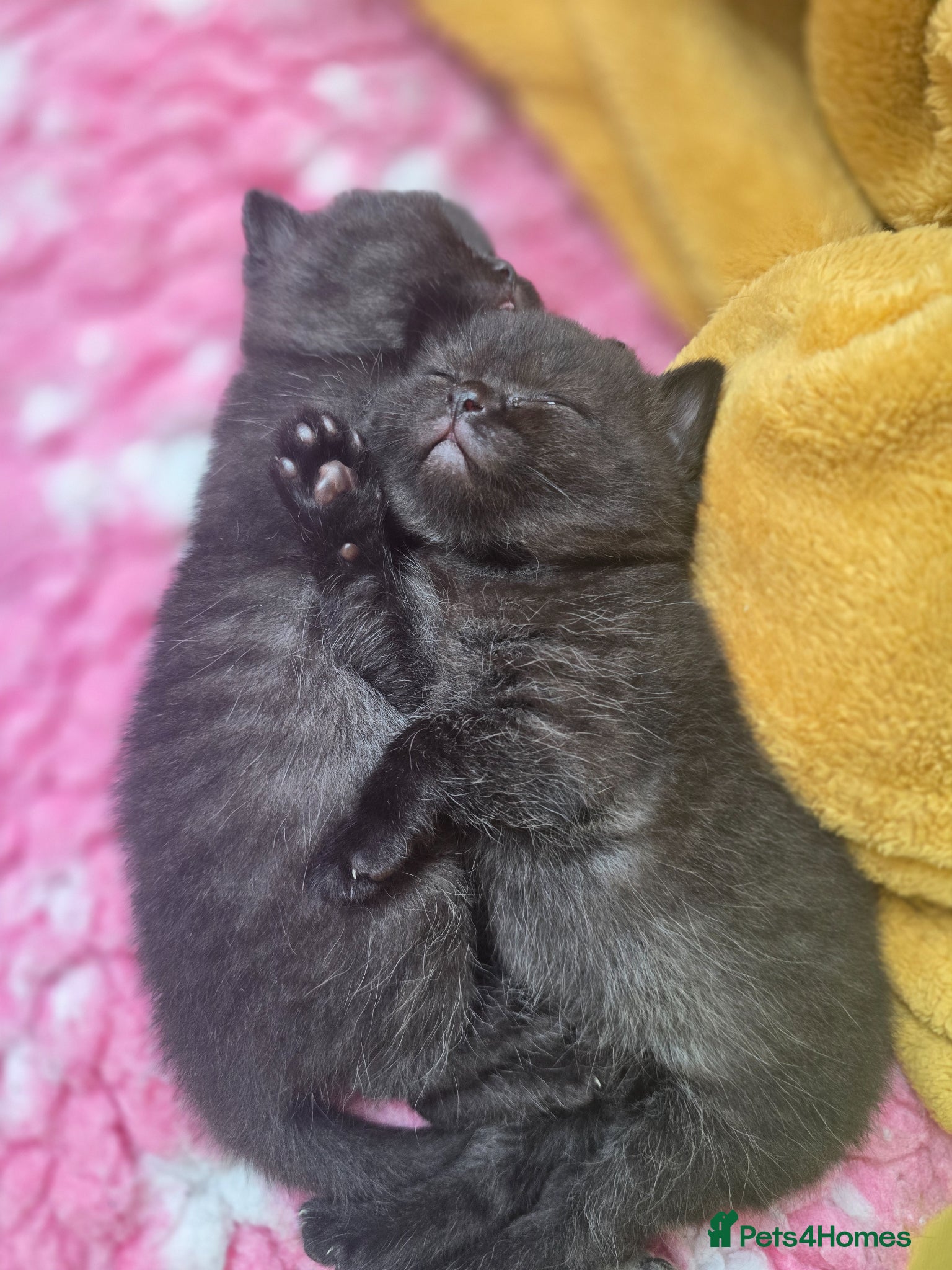 British Shorthair cats Beautiful kittens looking forever home 🏡 😍  - Advert 5