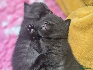 British Shorthair cats Beautiful kittens looking forever home 🏡 😍 - Advert 5