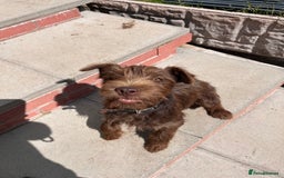 Patterdale Terrier dogs for sale: Patterdale terrier puppy  - Image 2