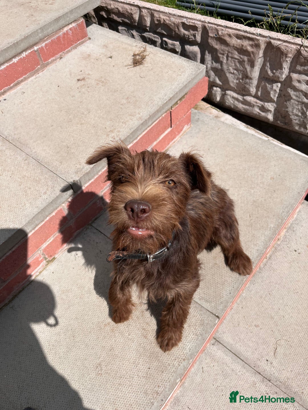 Patterdale Terrier dogs for sale: Patterdale terrier puppy  - Image 2