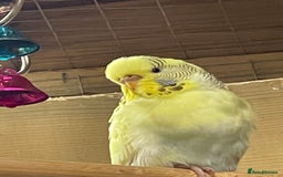 Budgerigars birds for sale: Budgerigars - Image 2