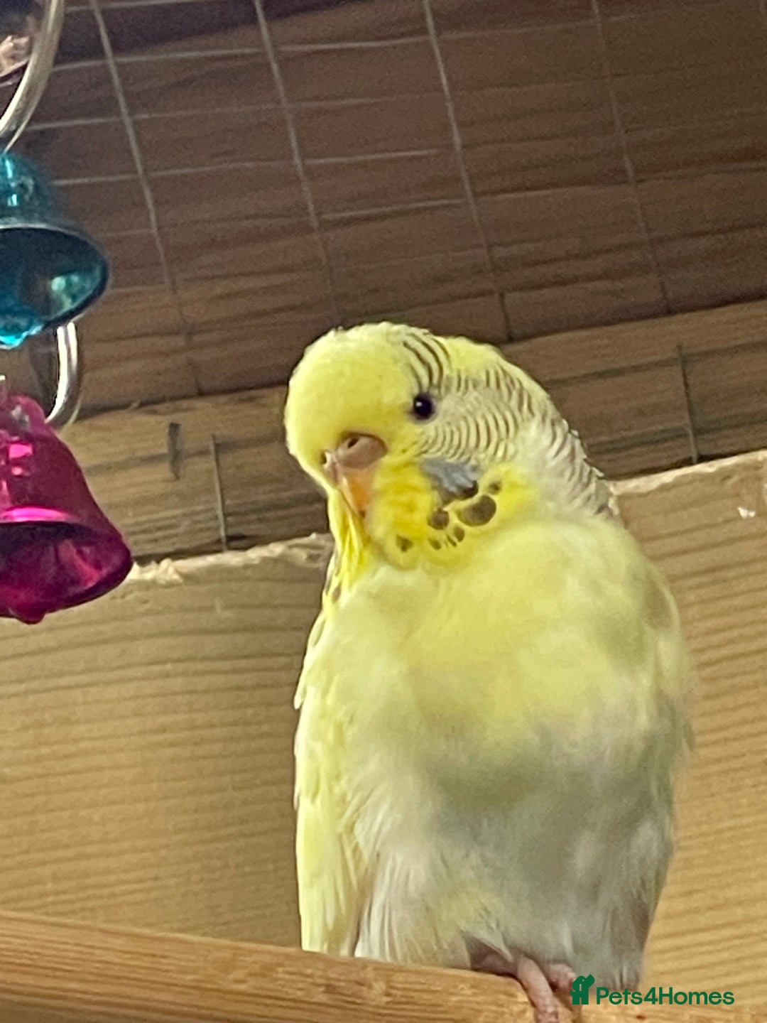 Budgerigars birds for sale: Budgerigars - Image 2