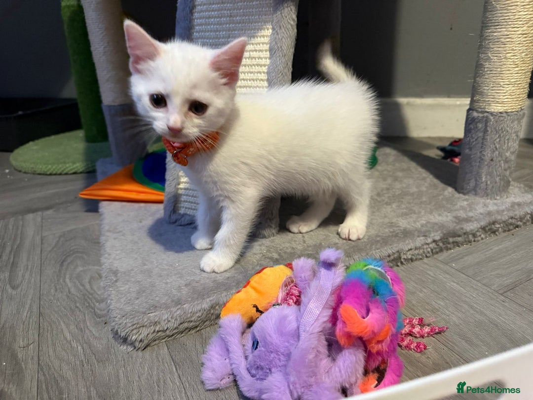 Turkish Angora cats for sale: Turkish Angora kittens - Image 17