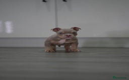 American Bully dogs for sale: Mirco bully- perfect and ready to go.  - Advert 8