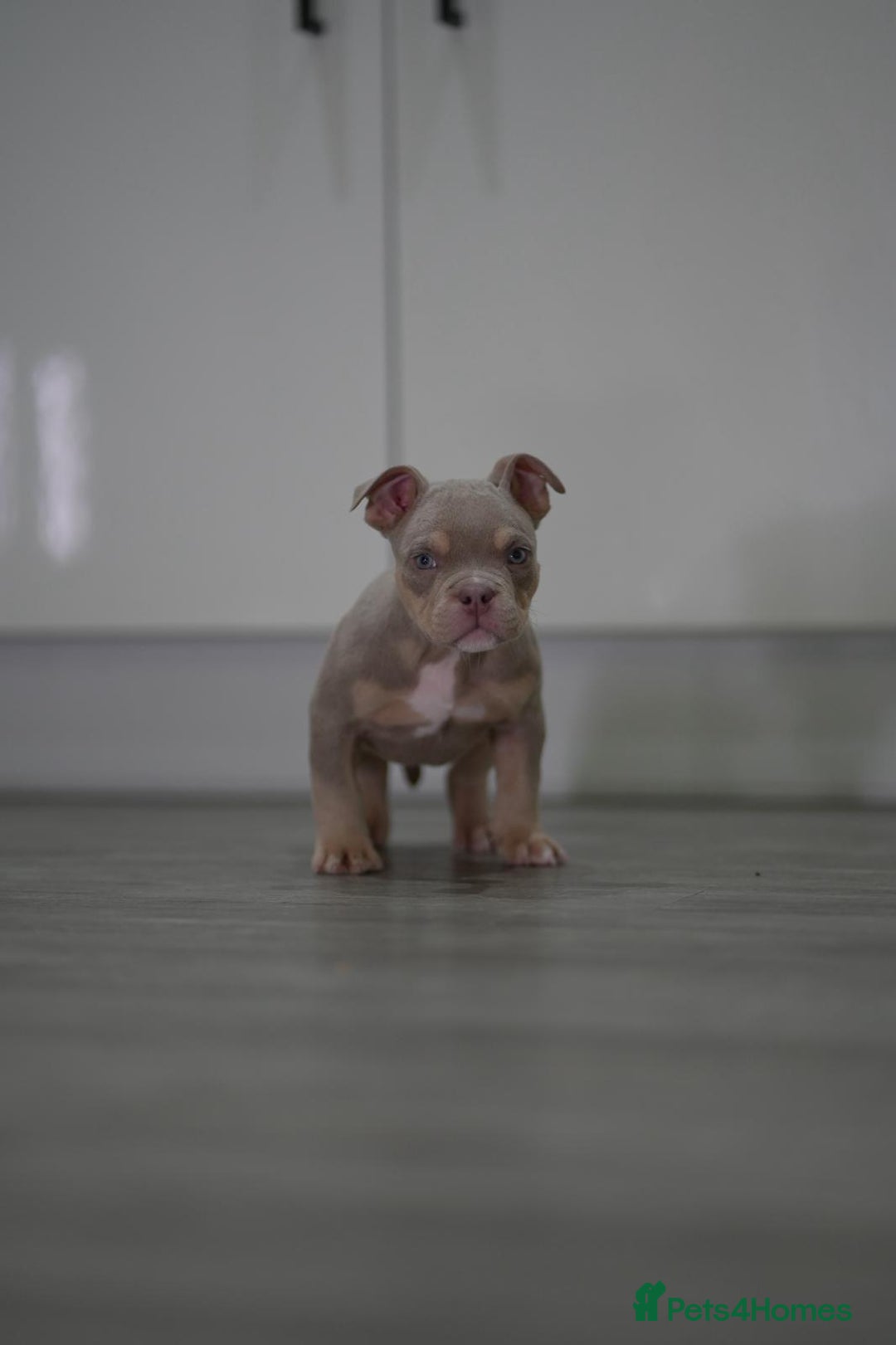 American Bully dogs for sale: Mirco bully- perfect and ready to go.  - Advert 8