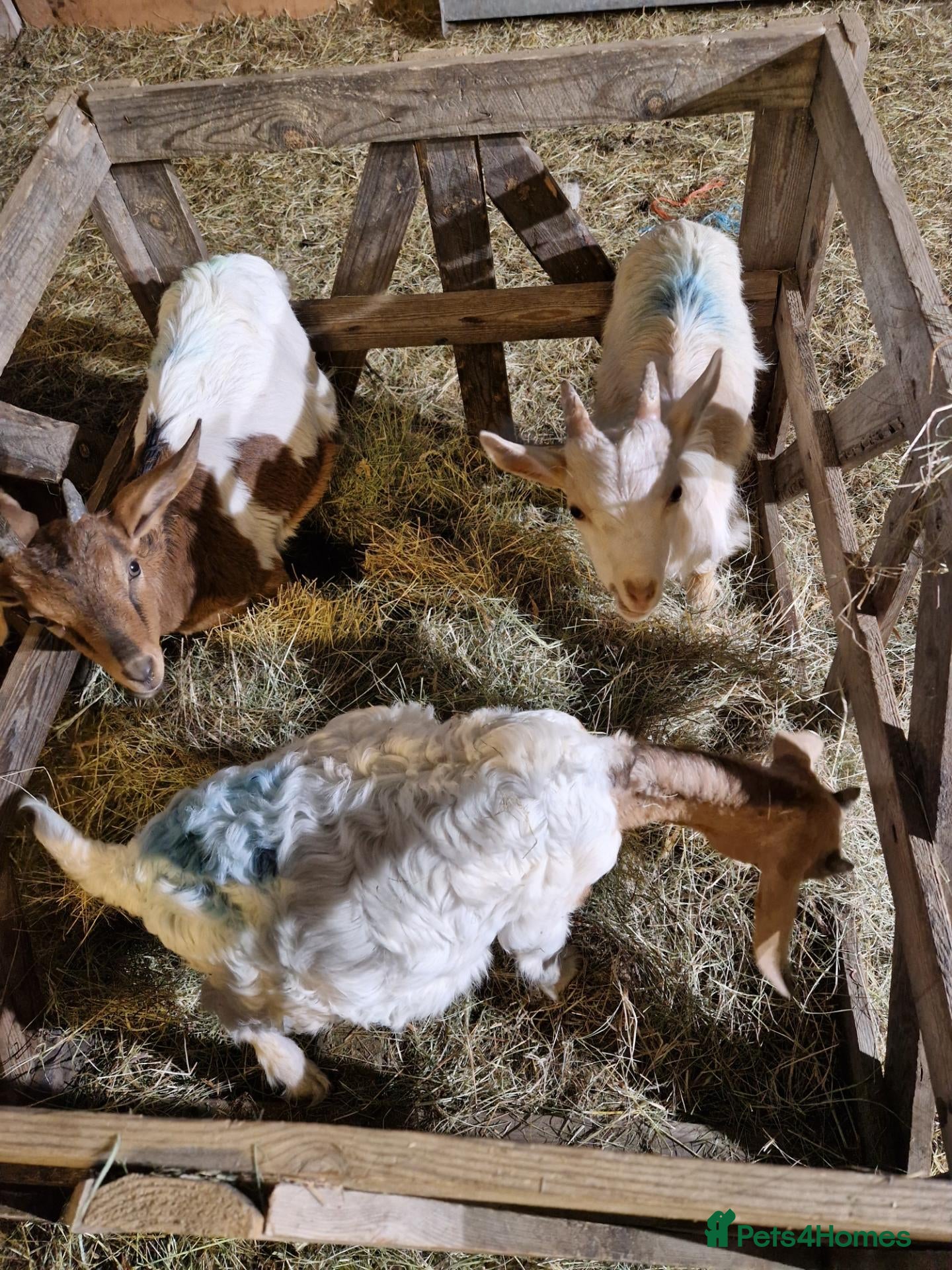 Goats livestock Boer cross golden gurnsey goats - Advert 2