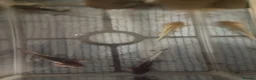 Axolotl reptiles for sale: Axolotl  - Advert 2