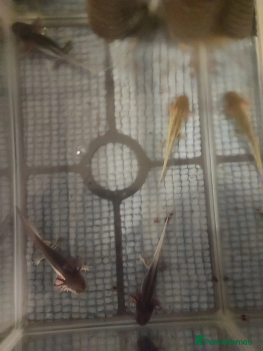 Axolotl reptiles for sale: Axolotl  - Advert 2