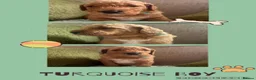 Double Doodle dogs for sale: Goldendoodle / Australian Double Doodle  - Advert 2