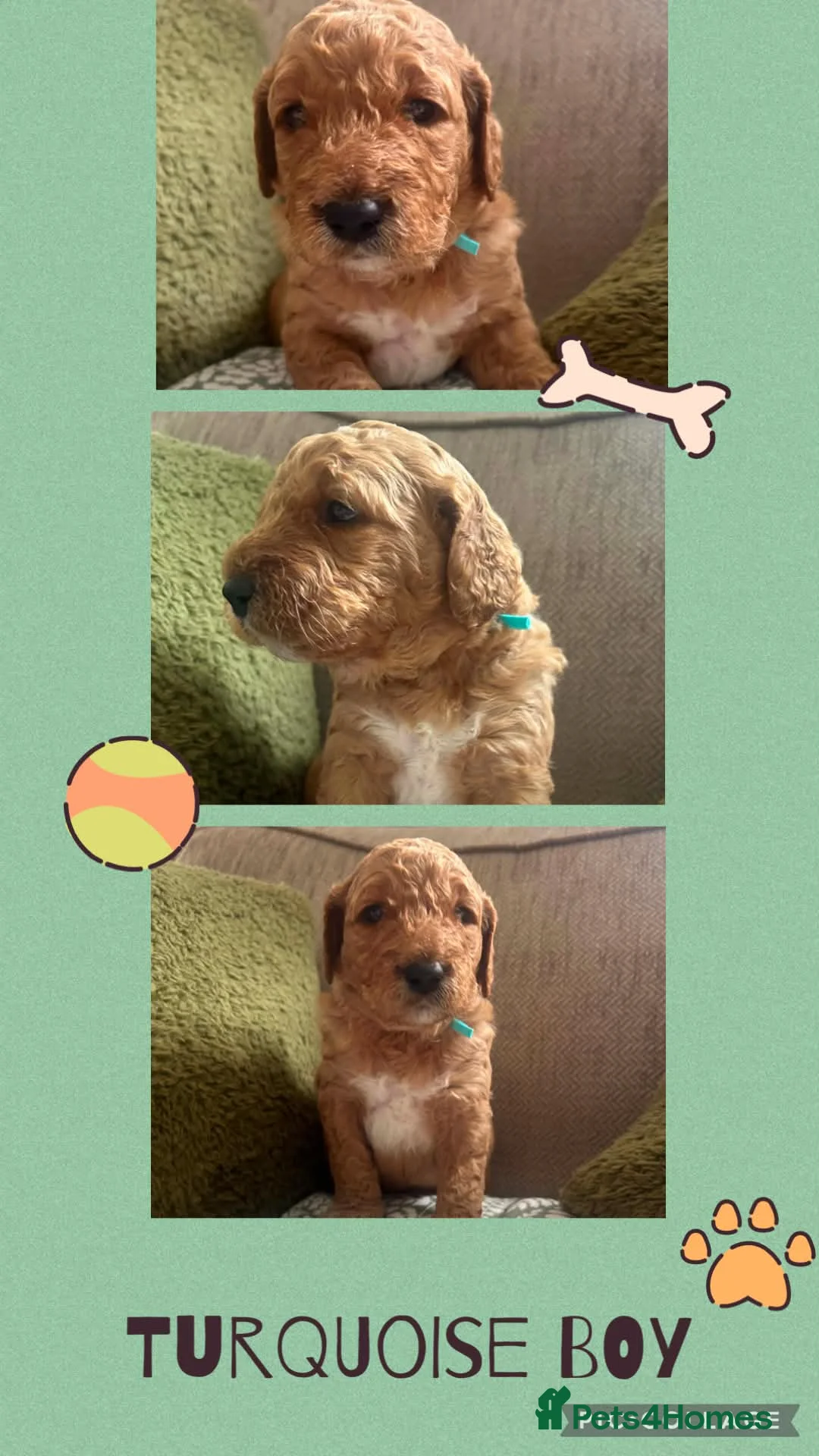 Double Doodle dogs for sale: Goldendoodle / Australian Double Doodle  - Advert 2