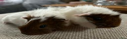 Guinea Pig rodents for sale: Adult and baby guinea pigs - Advert 18