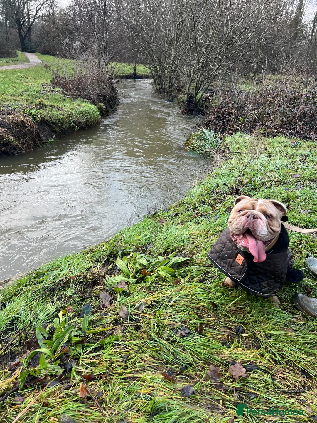 Mixed Breed dogs for sale: Odie - Olde english bulldog  - Advert 12