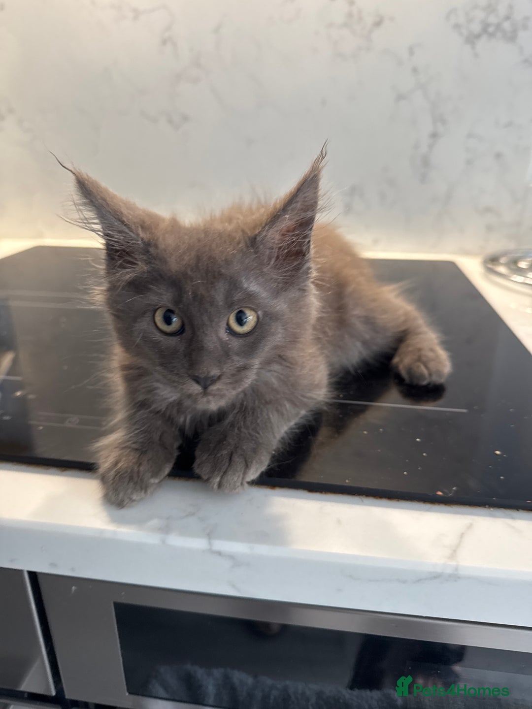 Maine Coon cats for sale: GCCF Registered Kittens. Beautiful lively kittens  - Image 11