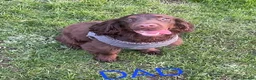 Mixed Breed dogs for sale: Cockerpom puppys 🐶 - Advert 12