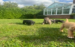 Mixed Breed dogs for sale: Puppies  - Image 9