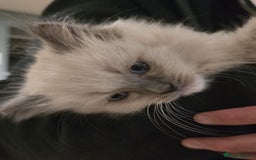 Ragdoll cats for sale: 4 Beautiful Female Ragdoll kittens for sale  - Image 27