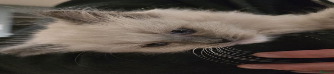 Ragdoll Kitten 2