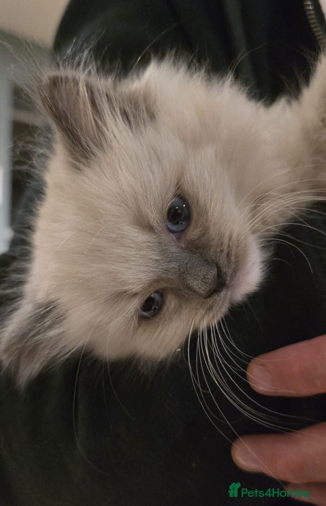 Ragdoll cats for sale: 4 Beautiful Female Ragdoll kittens for sale  - Image 27