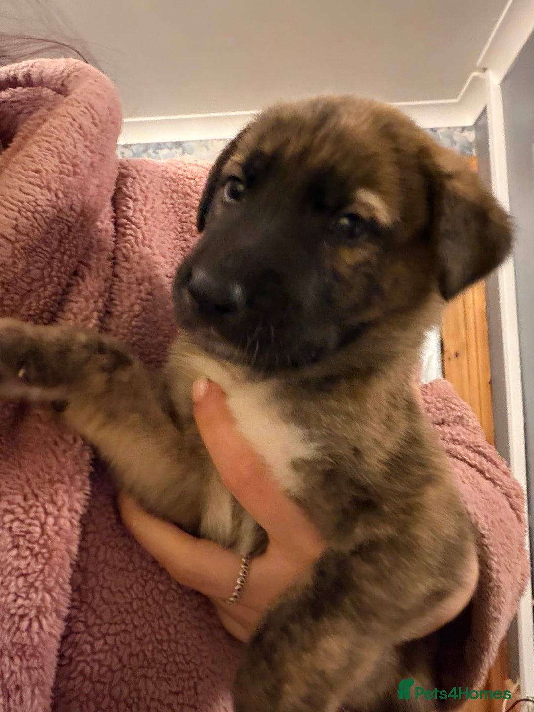 Mixed Breed dogs for sale: 8 beautiful pups for sale - Advert 28