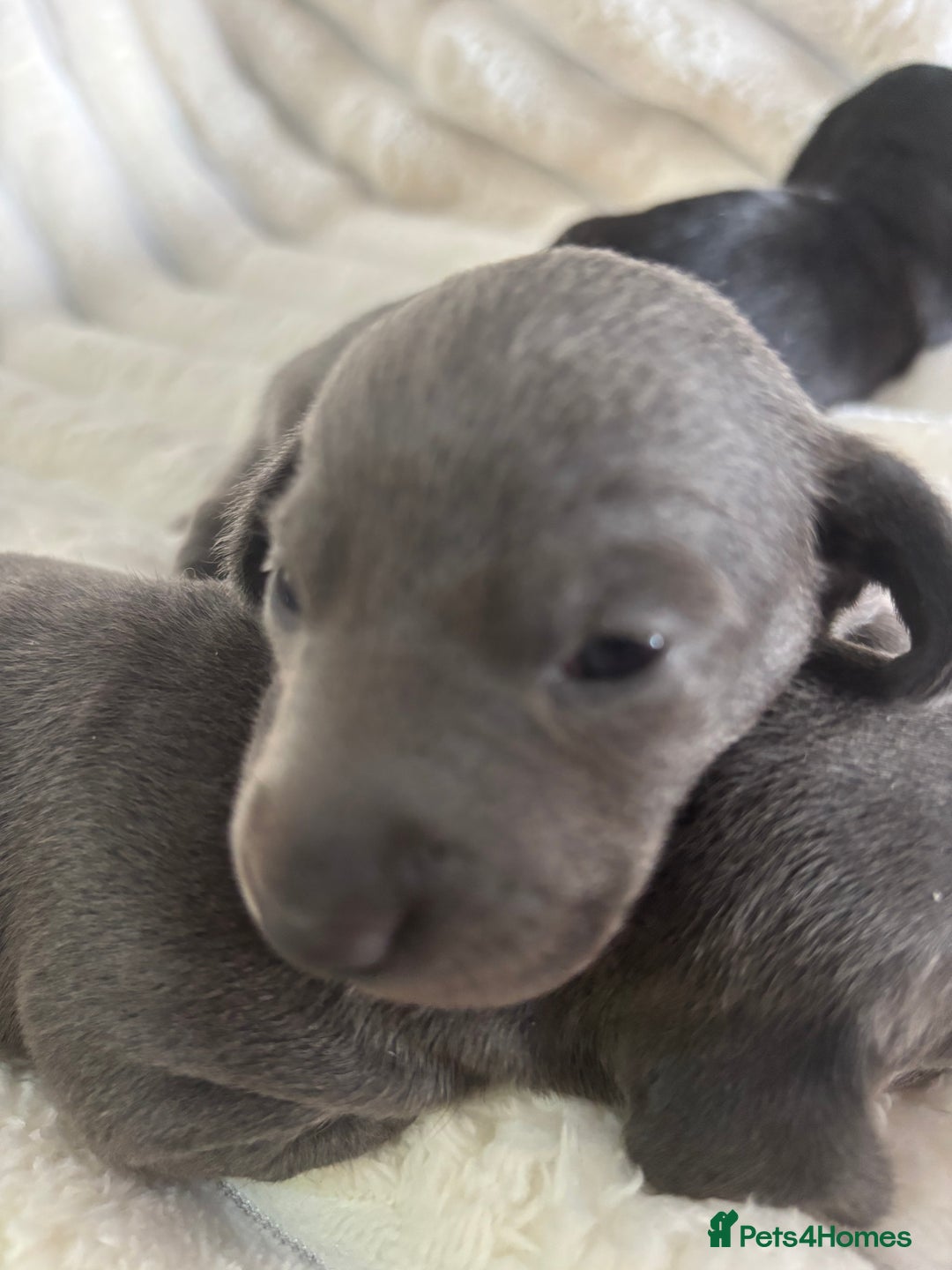 Miniature Dachshund dogs for sale: Stunning miniature dachshunds - Image 18