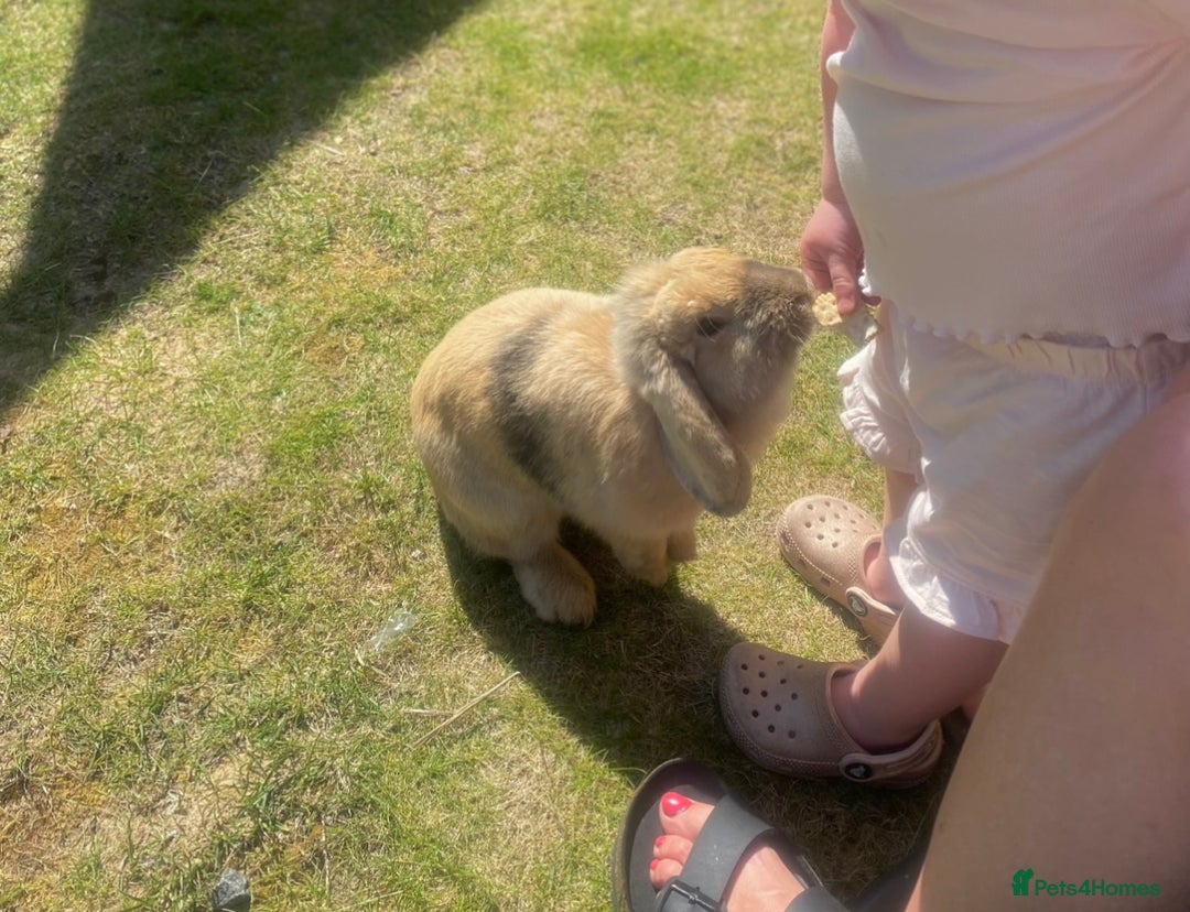 French Lop rabbits for sale: Delilah  - Image 3