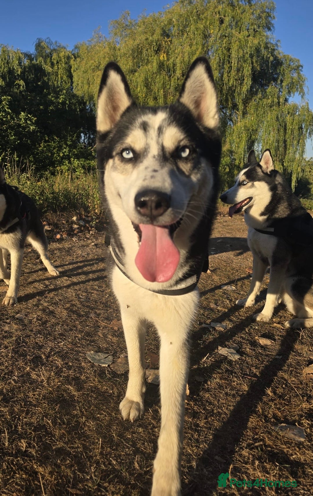Siberian Husky dogs for stud: Zeus Siberian husky  - Advert 4
