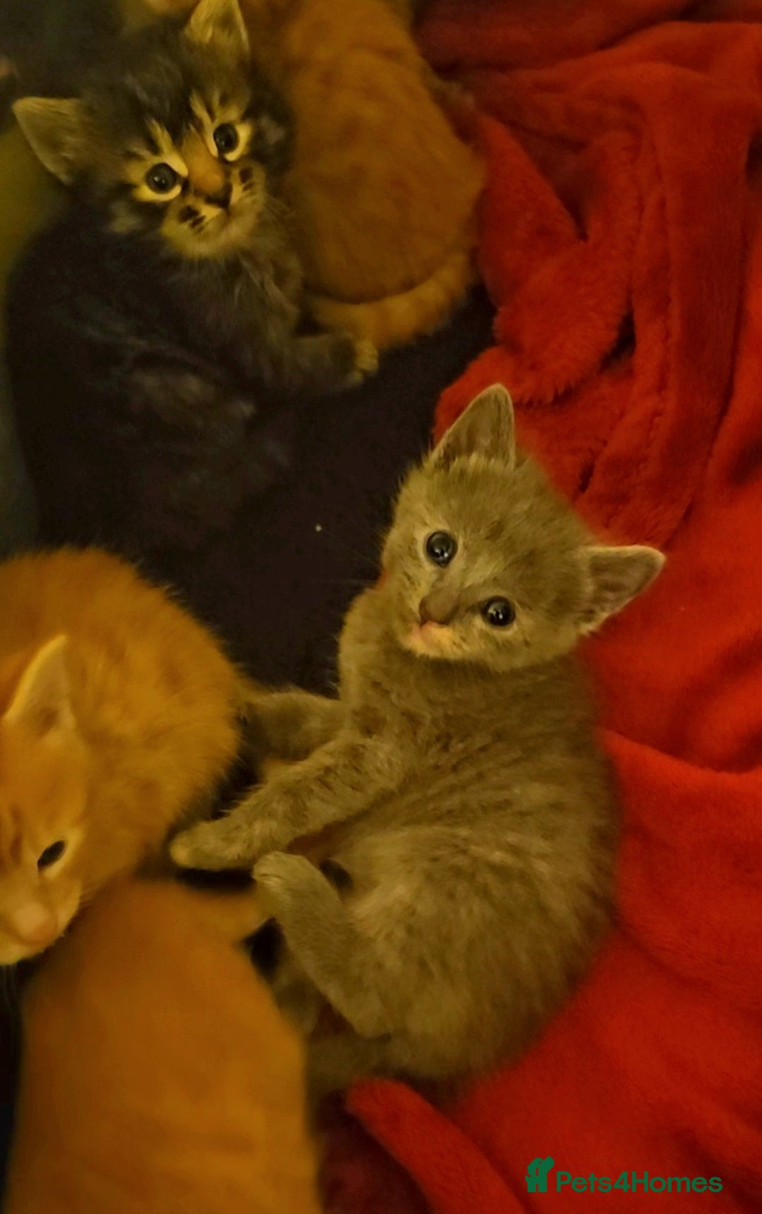 Mixed Breed cats for sale: Elven Bengal Mixes - Advert 18