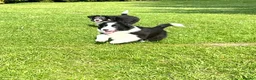 Border Collie dogs for sale: KC Reg Border Collie Puppies - Ready 1/06/2026 - Advert 11