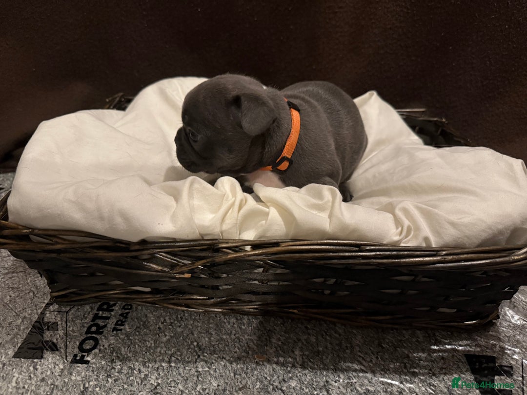 French Bulldog dogs for sale: 7 beautiful French bulldog puppies for sale - Image 15