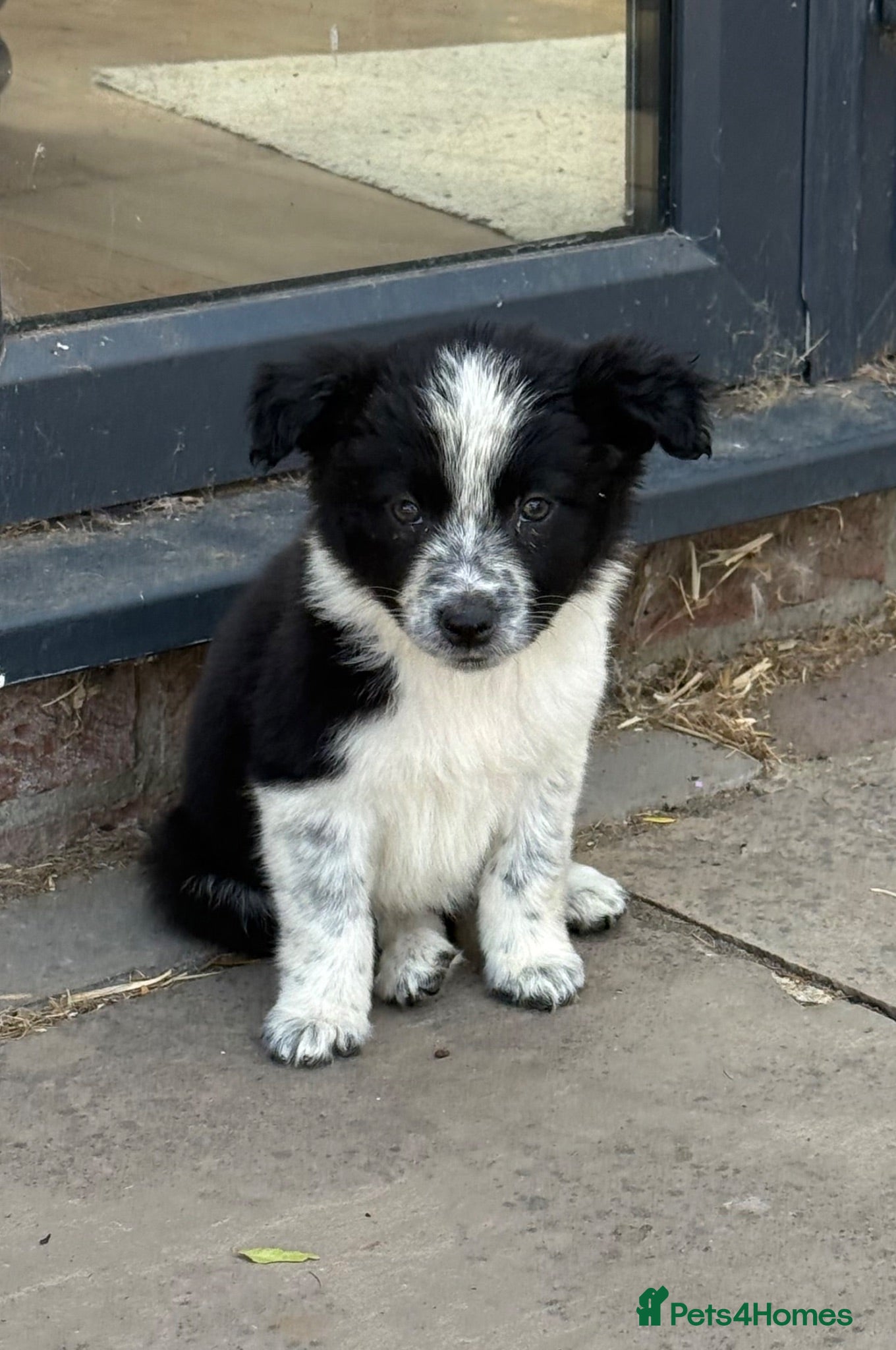Border Collie dogs 💗One Girl💗Fantastic Rough Coated Border Collies - Advert 1