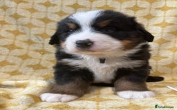 Bernese Mountain Dog dogs for sale: Kc Reg Bernese mountain dogs  - Image 9