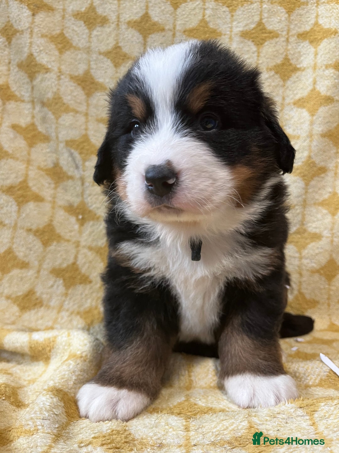 Bernese Mountain Dog dogs for sale: Kc Reg Bernese mountain dogs  - Image 9