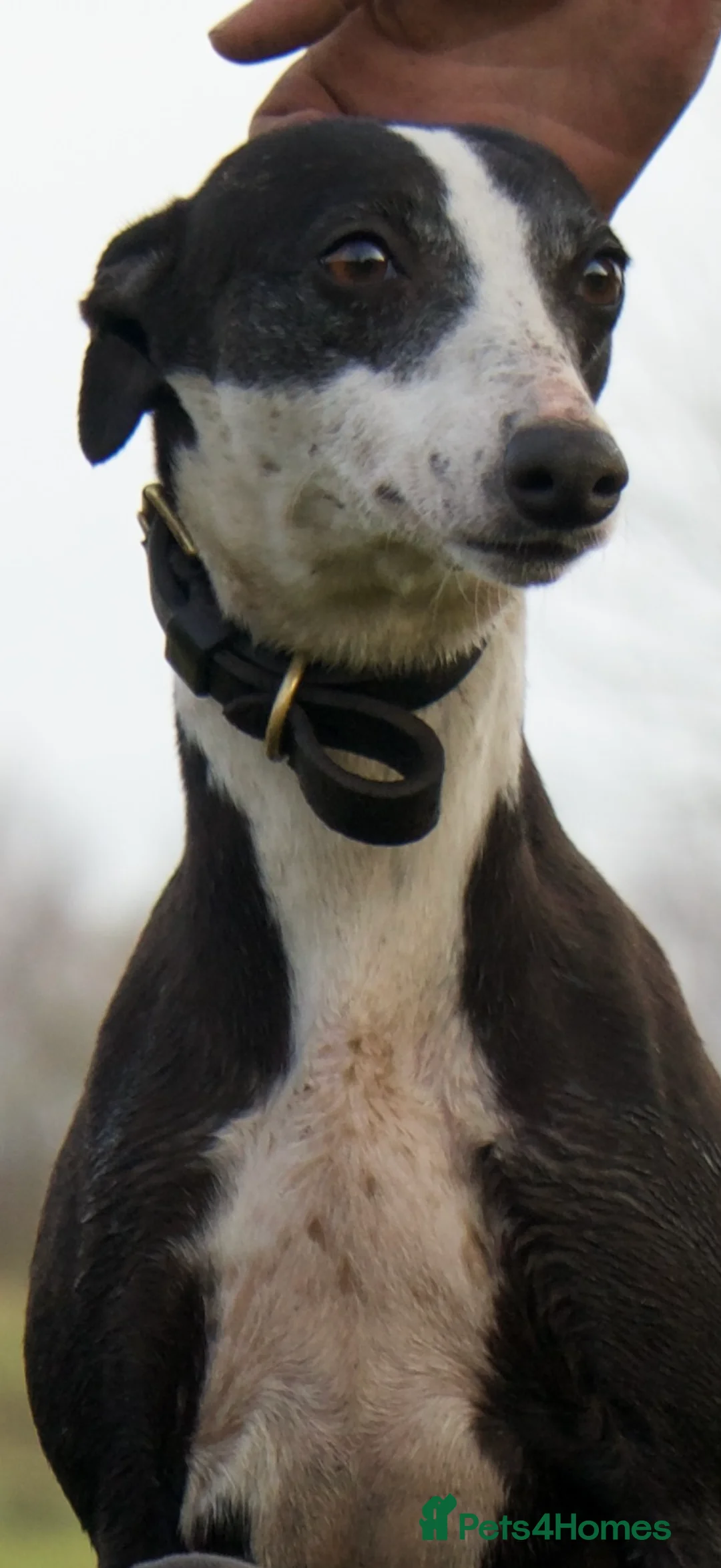 Mixed Breed dogs for sale: 🔥 Whippet Bull Wheaten Greyhound Puppies 🔥 - Advert 1